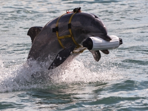 дельфины-охранники